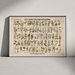 Skov- & vandplanter 1909 - Botanik