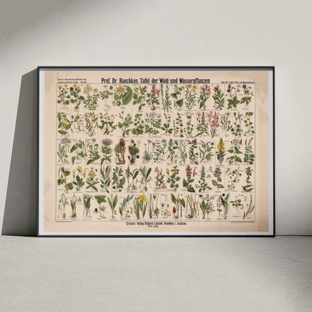 Skov- &amp; vandplanter 1909 - Botanik