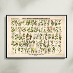 Skov- &amp; vandplanter 1909 - Botanik