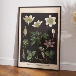 Hvid &amp; bl anemone 1894 - Botanik