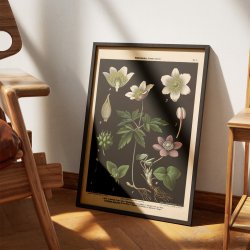 Hvid &amp; bl anemone 1894 - Botanik