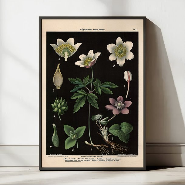 Hvid &amp; bl anemone 1894 - Botanik