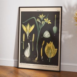 Guldstjerne &amp; skovtulipan 1894 - Botanik