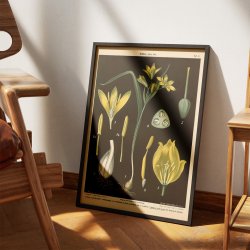 Guldstjerne &amp; skovtulipan 1894 - Botanik