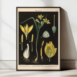 Guldstjerne &amp; skovtulipan 1894 - Botanik
