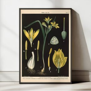 Guldstjerne & skovtulipan 1894 - Botanik