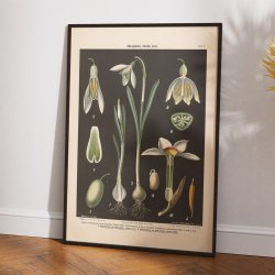 Vintergk &amp; pinselilie 1894 - Biologi &amp; botanik