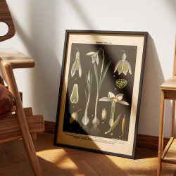 Vintergk &amp; pinselilie 1894 - Biologi &amp; botanik