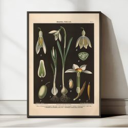 Vintergk &amp; pinselilie 1894 - Biologi &amp; botanik