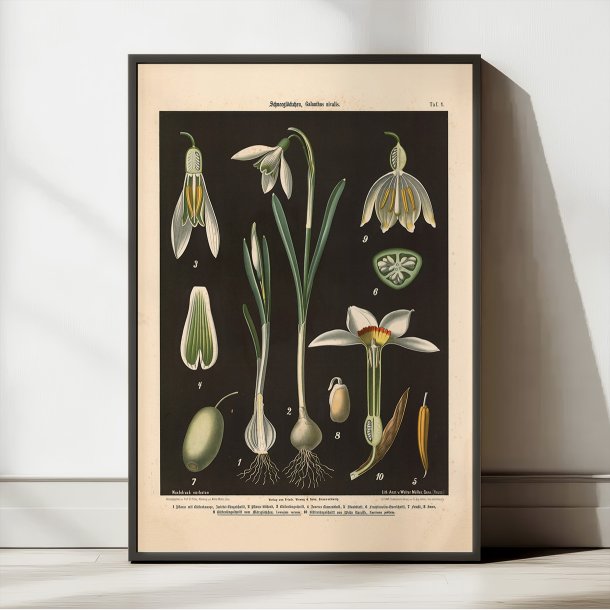 Vintergk &amp; pinselilie 1894 - Biologi &amp; botanik