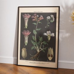 Lungeurt &amp; forglemmigej 1894 - Botanik