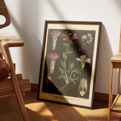 Lungeurt &amp; forglemmigej 1894 - Botanik