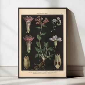 Lungeurt & forglemmigej 1894 - Botanik