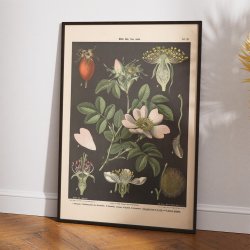 Vild rose, pre- &amp; kirsebrblomst 1894 - Biologi &amp; botanik