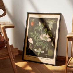 Vild rose, pre- &amp; kirsebrblomst 1894 - Biologi &amp; botanik