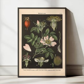 Vild rose, pre- & kirsebrblomst 1894 - Biologi & botanik