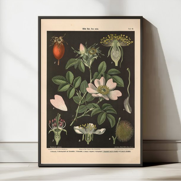 Vild rose, pre- &amp; kirsebrblomst 1894 - Biologi &amp; botanik