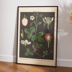 Skovjordbr &amp; hindbr 1894 - Botanik