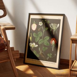 Skovjordbr &amp; hindbr 1894 - Botanik