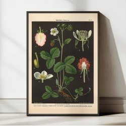 Skovjordbr &amp; hindbr 1894 - Botanik