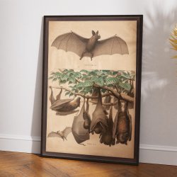 Flagermus, flyvende hund 1890 - Zoologi