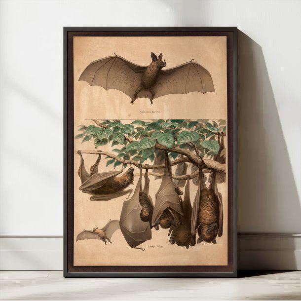 Flagermus, flyvende hund 1890 - Zoologi