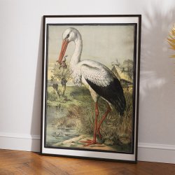 Stork 1884 - Zoologi