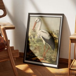 Stork 1884 - Zoologi