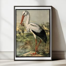 Stork 1884 - Zoologi