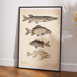 Gedde, karpe &amp; aborre 1890 - Fisk