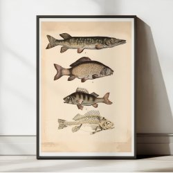 Gedde, karpe &amp; aborre 1890 - Fisk