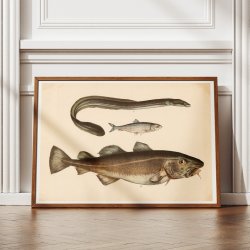 Torsk, sild &amp; l 1860 - Fisk