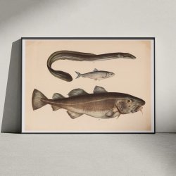 Torsk, sild &amp; l 1860 - Fisk