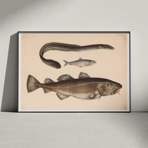 Torsk, sild & l 1860 - Fisk