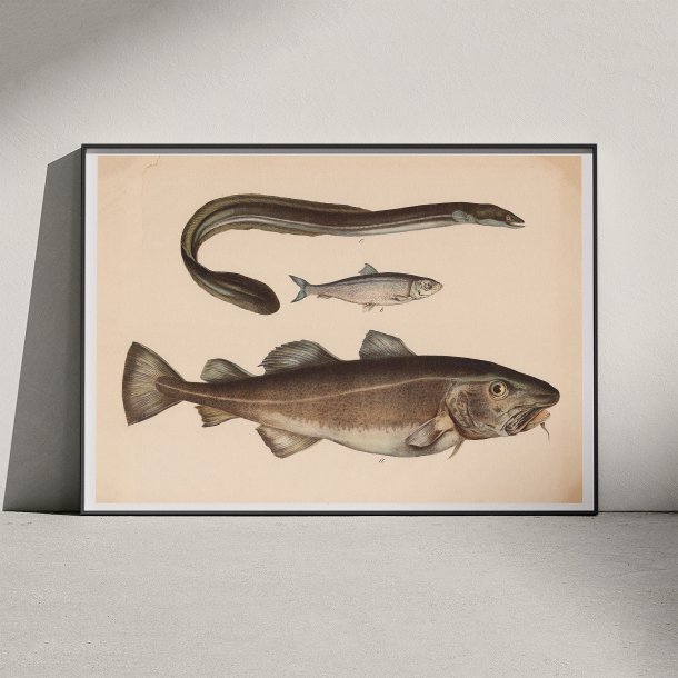 Torsk, sild &amp; l 1860 - Fisk