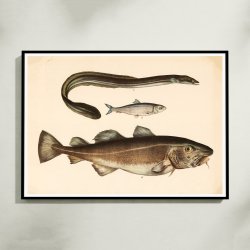 Torsk, sild &amp; l 1860 - Fisk