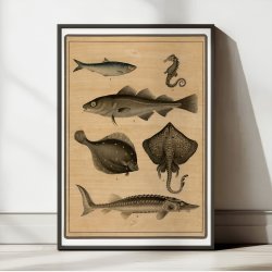 Torsk, str, fladfisk &amp; sild 1895 - Fisk