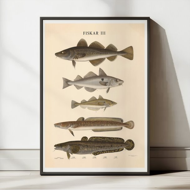 Fisketavle III 1939 - Zoologi