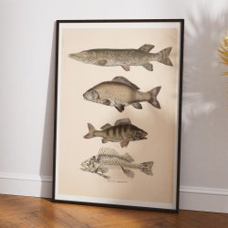 Gedde, karpe &amp; aborre 1860 - Fisk