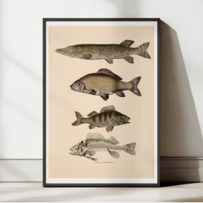 Gedde, karpe & aborre 1860 - Fisk