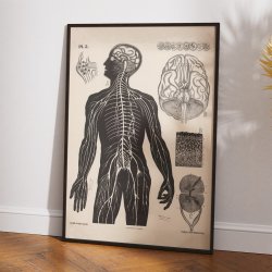 Menneskets nerver 1881 - Biologi