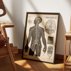 Menneskets nerver 1881 - Biologi