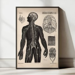 Menneskets nerver 1881 - Biologi