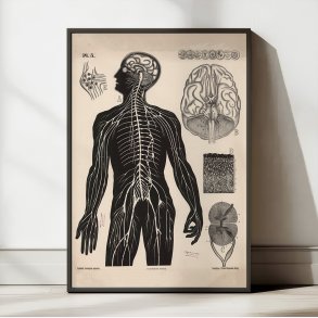 Menneskets nerver 1881 - Biologi