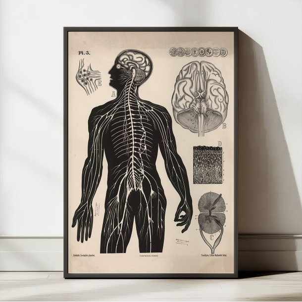 Menneskets nerver 1881 - Biologi