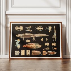 Stor vandsalamander 1910 - Zoologi