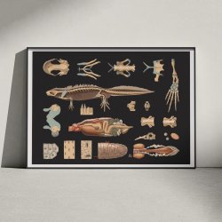 Stor vandsalamander 1910 - Zoologi