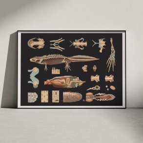 Stor vandsalamander 1910 - Zoologi