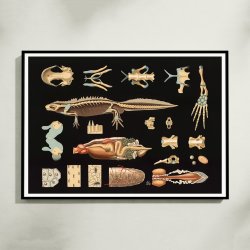 Stor vandsalamander 1910 - Zoologi