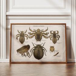 Snyltere 1890 - Zoologi